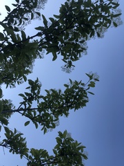 Chionanthus retusus