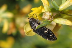 Acmaeodera angelica