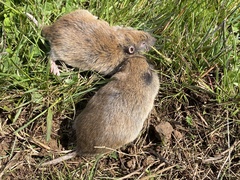 Western Pocket Gopher photo 5