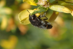 Acmaeodera angelica