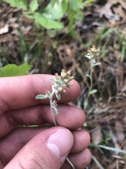 Gamochaeta antillana