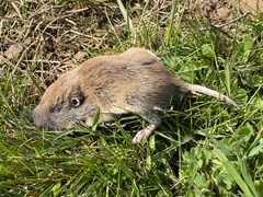 Western Pocket Gopher photo 4