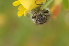 Acmaeodera angelica