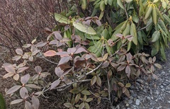 Rhododendron smokianum