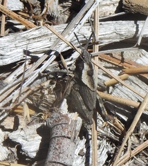 Dracotettix monstrosus