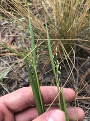 Dichanthelium angustifolium