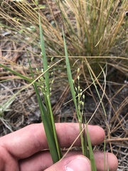Dichanthelium angustifolium