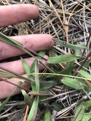 Dichanthelium angustifolium