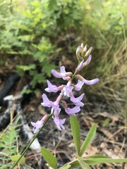 Astragalus michauxii