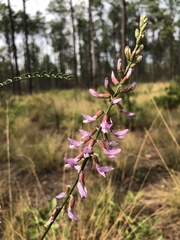 Astragalus michauxii