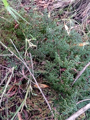 Adiantopsis dichotoma