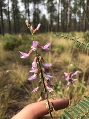 Astragalus michauxii