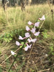 Astragalus michauxii
