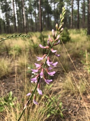 Astragalus michauxii