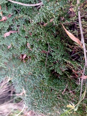 Adiantopsis dichotoma