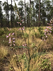 Astragalus michauxii