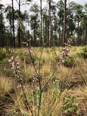 Astragalus michauxii