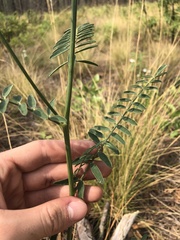 Astragalus michauxii
