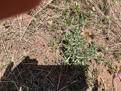 Evolvulus nuttallianus