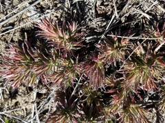 Saxifraga bronchialis