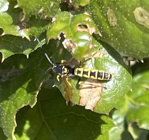 Metopius galbaneus