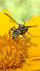 Nomada texana