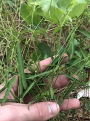 Euphorbia curtisii