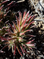 Saxifraga bronchialis