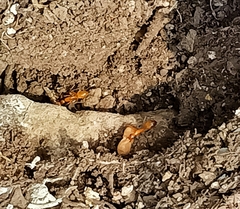 Camponotus festinatus