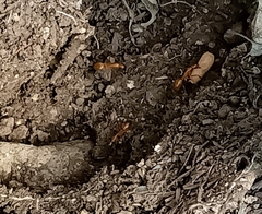 Camponotus festinatus