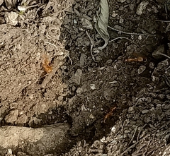 Camponotus festinatus