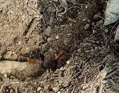 Camponotus festinatus