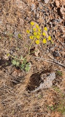 Leiotulus secacul