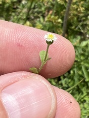 Erigeron cuneifolius