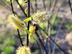 Andrena clarkella