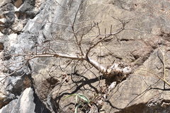 Pseudobombax palmeri