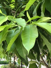 Magnolia × alba
