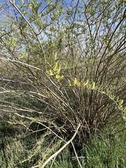 Salix