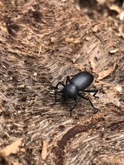 Eleodes parvicollis