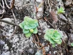 Sedum palmeri