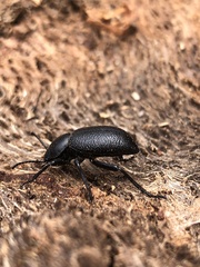 Eleodes parvicollis