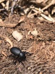 Eleodes parvicollis