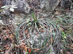 Agave cryptica