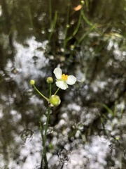 Sagittaria macrocarpa
