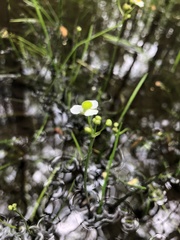 Sagittaria macrocarpa