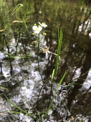 Sagittaria macrocarpa