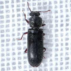 Lyctinae