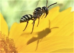 Nomada texana