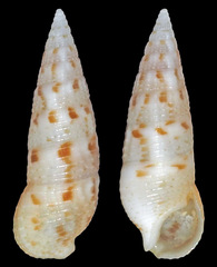 Cerithium nesioticum