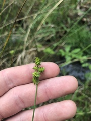Carex atlantica atlantica